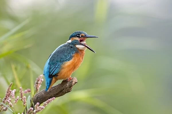 Kingfisher -Alcedo atthis-, young bird regurgitating a pellet, Middle Elbe, Saxony-Anhalt, Germany