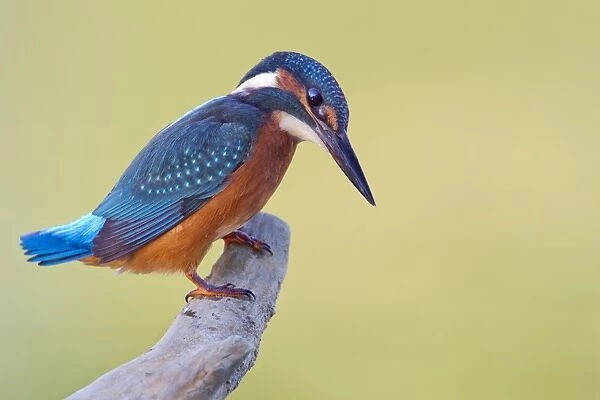 Kingfisher -Alcedo atthis-, young bird, Middle Elbe, Saxony-Anhalt, Germany
