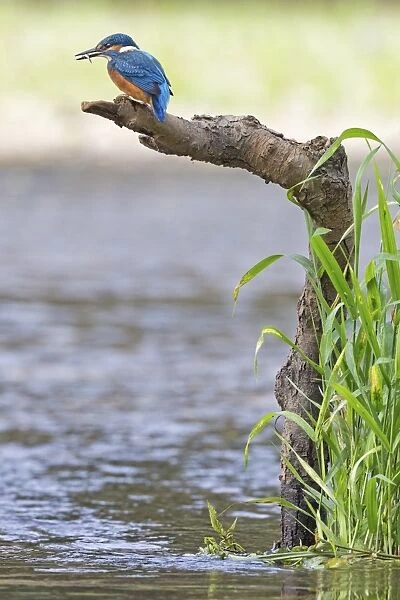 Kingfisher -Alcedo atthis-, young bird with caught stickleback, Middle Elbe, Saxony-Anhalt, Germany