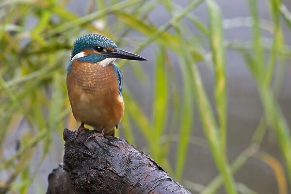 Kingfisher -Alcedo atthis-, young bird in habitat, Middle Elbe, Saxony-Anhalt, Germany