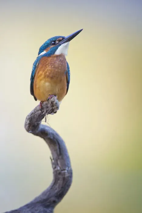 Framed Print : Kingfisher -Alcedo atthis-, young bird on perch, Middle Elbe, Saxony-Anhalt, Germany