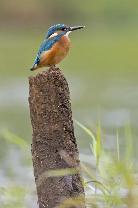 Framed Print : Kingfisher -Alcedo atthis-, young bird on perch, Middle Elbe, Saxony-Anhalt, Germany