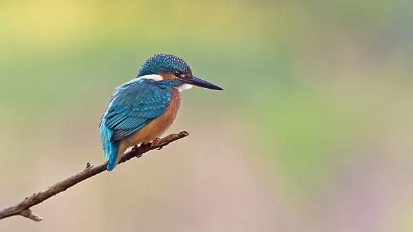 Kingfisher -Alcedo atthis-, young bird on perch, Middle Elbe, Saxony-Anhalt, Germany