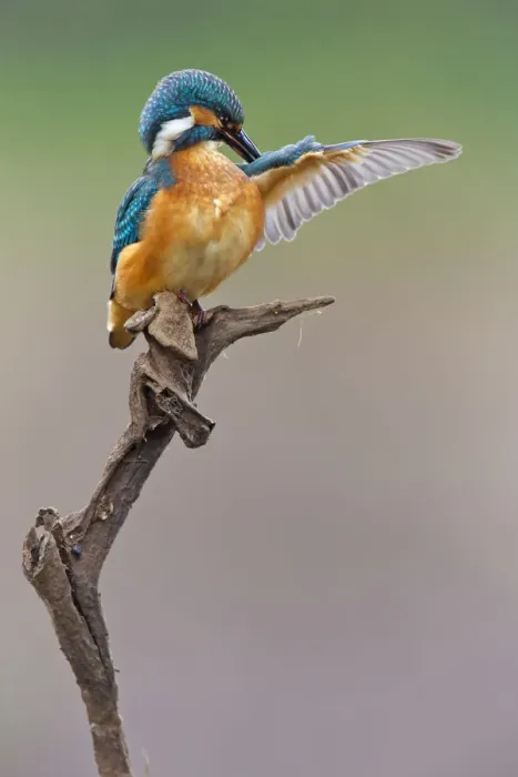 Framed Print : Kingfisher -Alcedo atthis-, young bird on perch preening, Middle Elbe, Saxony-Anhalt, Germany Framed Print : Kingfisher -Alcedo atthis-, young bird on perch preening, Middle Elbe, Saxony-Anhalt, Germany