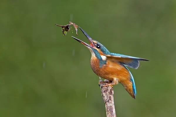Kingfisher -Alcedo atthis-, young female at fishing practice, Middle Elbe, Saxony-Anhalt, Germany
