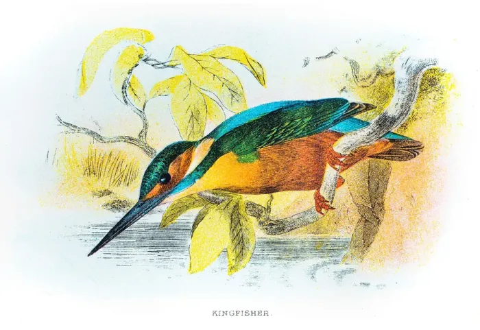 Framed Print : Kingfisher engraving 1896 Framed Print : Kingfisher engraving 1896