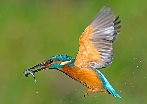 Kingfisher in flight with fish