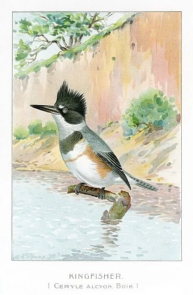 Kingfisher illustration 1897