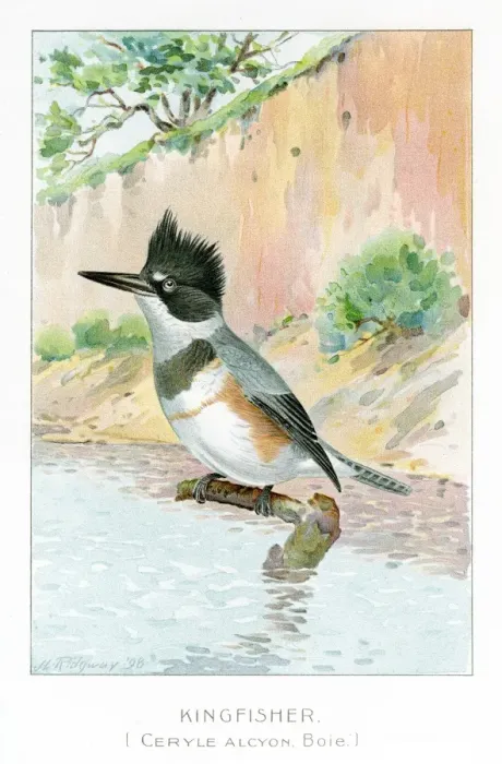 Framed Print : Kingfisher illustration 1897