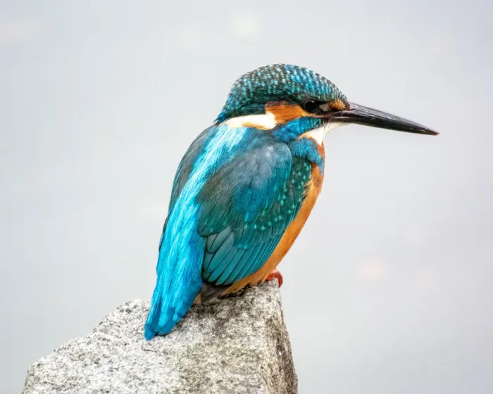 Framed Print : Kingfisher, Kawasemi
