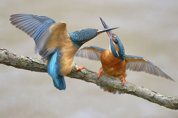 Kingfishers -Alcedo atthis-, two females fighting over breeding place, Swabian Alb biosphere reserve, Baden-Wurttemberg, Germany