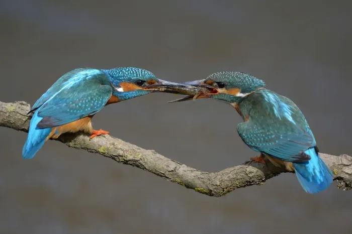 Framed Print : Kingfishers -Alcedo atthis-, male passing little fish on to female, courtship feeding, Swabian Alb biosphere reserve, Baden-Wurttemberg, Germany