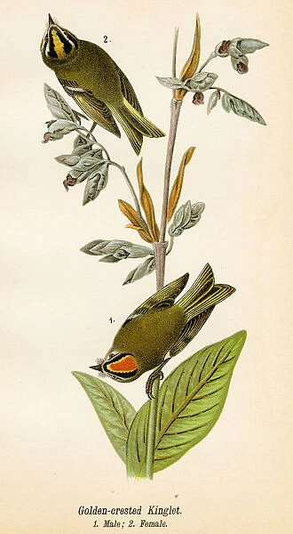 Kinglet bird lithograph 1890