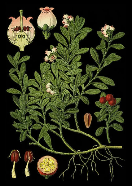 kinnikinnick, pinemat manzanita, bearberry