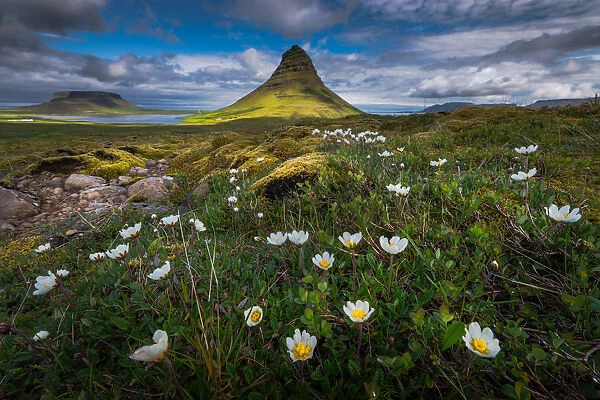 Kirkjufell with flower field foreground