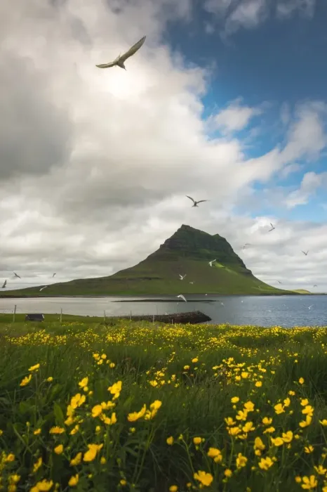 Framed Print : Kirkjufell mountain with a nice bush foreground Framed Print : Kirkjufell mountain with a nice bush foreground