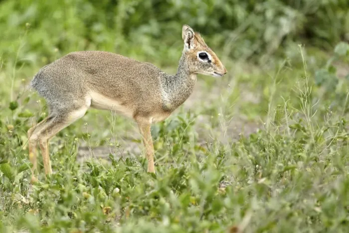 Framed Print : Kirks Dik-dik -Madoqua Kirki-, African dwarf antelope, Serengeti, Tanzania, Africa Framed Print : Kirks Dik-dik -Madoqua Kirki-, African dwarf antelope, Serengeti, Tanzania, Africa