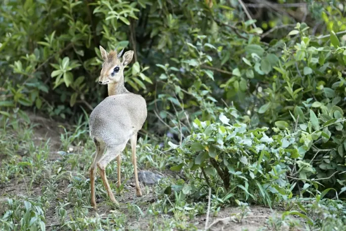 Framed Print : Kirks Dik-dik -Madoqua Kirki-, an African dwarf antelope, Lake Manyara National Park, Tanzania, Africa Framed Print : Kirks Dik-dik -Madoqua Kirki-, an African dwarf antelope, Lake Manyara National Park, Tanzania, Africa
