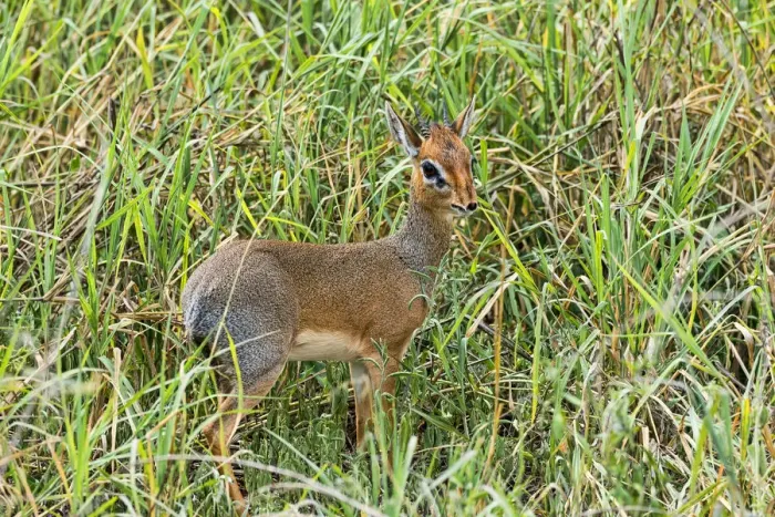 Framed Print : Kirks Dik-dik -Madoqua kirkii-, Tarangire, Tanzania Framed Print : Kirks Dik-dik -Madoqua kirkii-, Tarangire, Tanzania