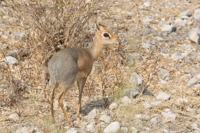 Framed Print : Kirks Dik-dik -Madoqua kirkii-, Etosha National Park, Namibia Framed Print : Kirks Dik-dik -Madoqua kirkii-, Etosha National Park, Namibia