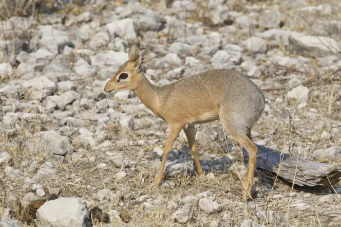 Framed Print : Kirks Dik-dik -Madoqua kirkii-, Etosha National Park, Namibia Framed Print : Kirks Dik-dik -Madoqua kirkii-, Etosha National Park, Namibia