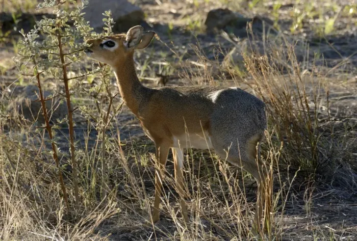 Framed Print : Kirks Dik-dik -Madoqua kirkii-, Erongo Region, Namibia