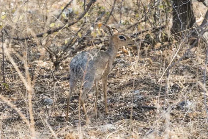 Framed Print : Kirks Dik-dik -Madoqua kirkii- in the brush, Etosha National Park, Namibia Framed Print : Kirks Dik-dik -Madoqua kirkii- in the brush, Etosha National Park, Namibia