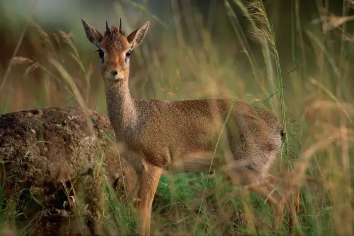 Framed Print : Kirks Dik-Dik in Tall Grass Framed Print : Kirks Dik-Dik in Tall Grass
