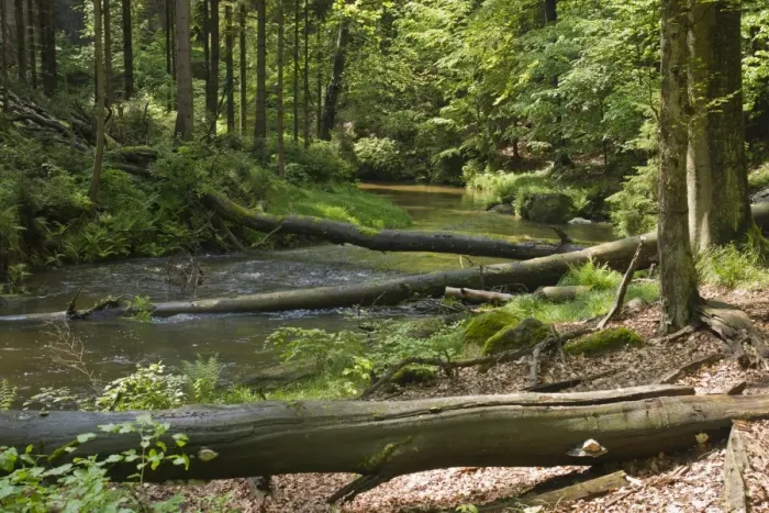 Framed Print : Kirnitzsch river, Kirnitzschtal valley, Saxon Switzerland, Elbsandsteingebirge Elbe Sandstone Mountains, Saxony, Germany, Europe Framed Print : Kirnitzsch river, Kirnitzschtal valley, Saxon Switzerland, Elbsandsteingebirge Elbe Sandstone Mountains, Saxony, Germany, Europe