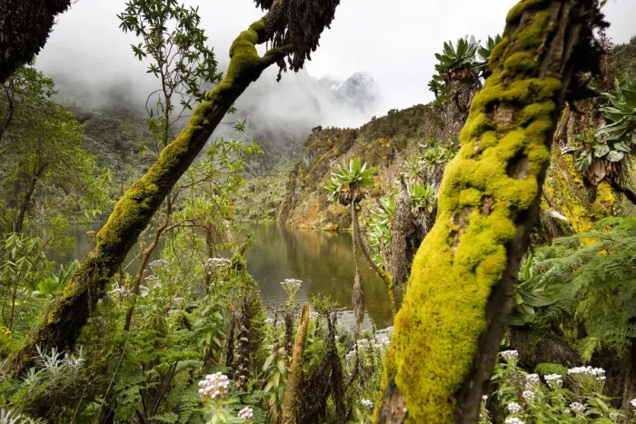 Framed Print : Kitandara Lake, Kilembe Route, Rwenzori National Park, Kasese District, Uganda Framed Print : Kitandara Lake, Kilembe Route, Rwenzori National Park, Kasese District, Uganda