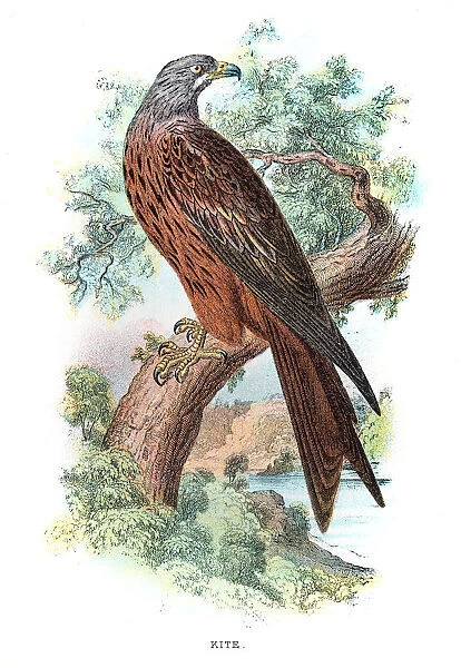 Kite bird engraving 1896