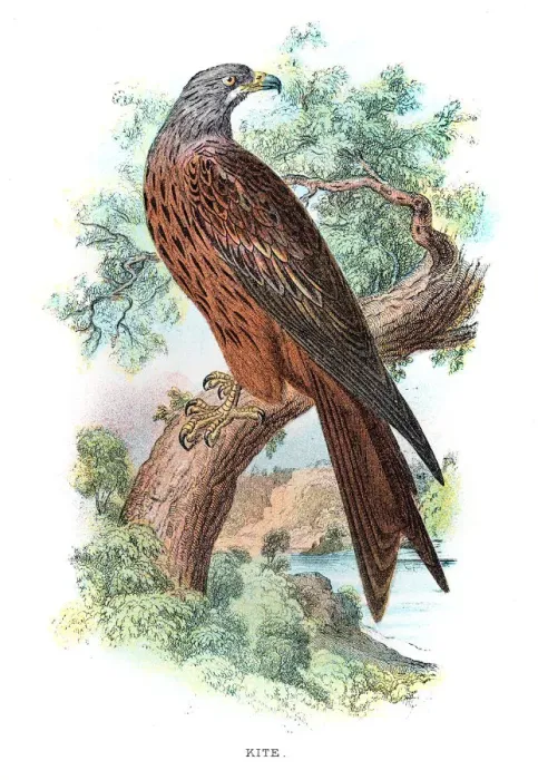 Framed Print : Kite bird engraving 1896 Framed Print : Kite bird engraving 1896