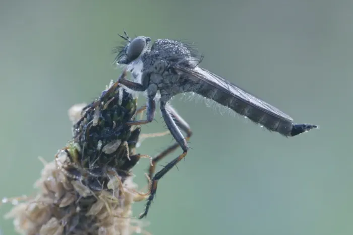 Framed Print : Kite-tailed Robber Fly -Tolmerus atricapillus-, Haren, Emsland region, Lower Saxony, Germany, Europe Framed Print : Kite-tailed Robber Fly -Tolmerus atricapillus-, Haren, Emsland region, Lower Saxony, Germany, Europe
