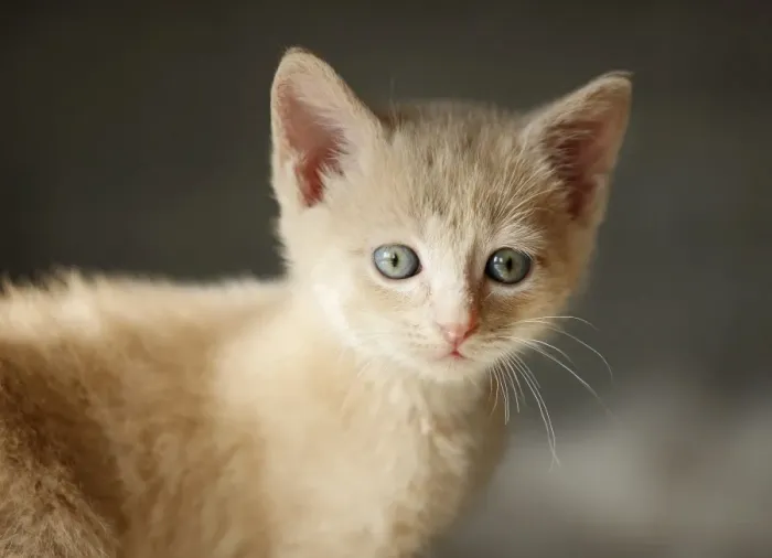 Framed Print : Kitten, 6 weeks, portrait