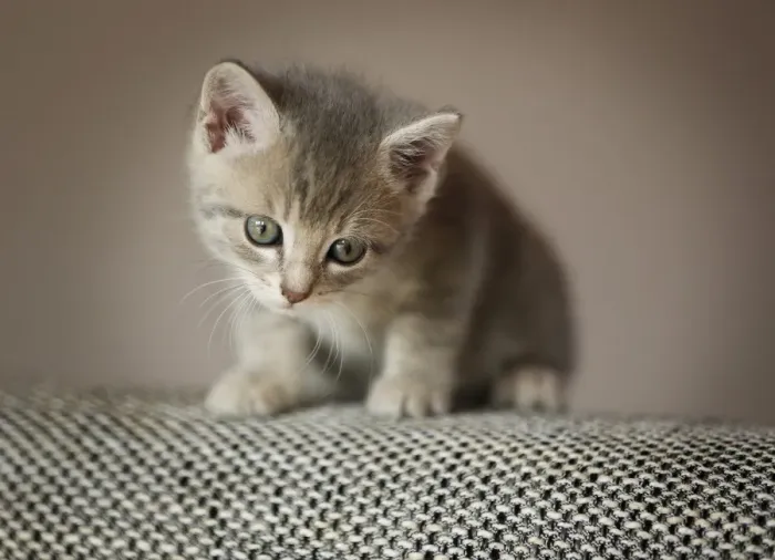 Framed Print : Kitten, 6 weeks, sitting on a sofa Framed Print : Kitten, 6 weeks, sitting on a sofa