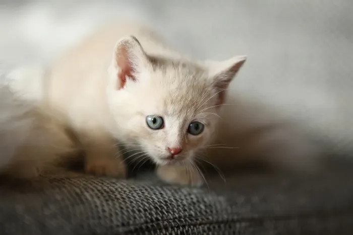 Framed Print : Kitten, 6 weeks, sitting on a sofa Framed Print : Kitten, 6 weeks, sitting on a sofa
