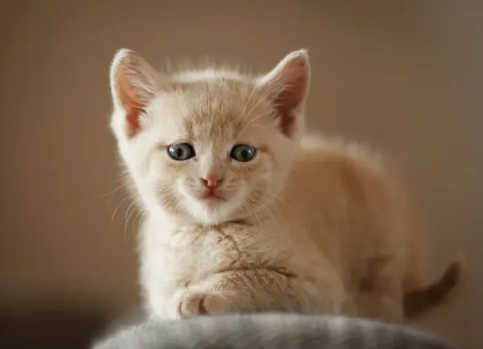 Framed Print : Kitten, 6 weeks, sitting on a sofa Framed Print : Kitten, 6 weeks, sitting on a sofa