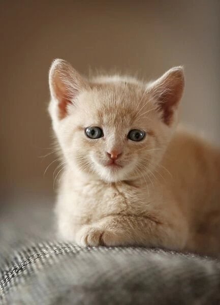 Kitten, 6 weeks, sitting on a sofa