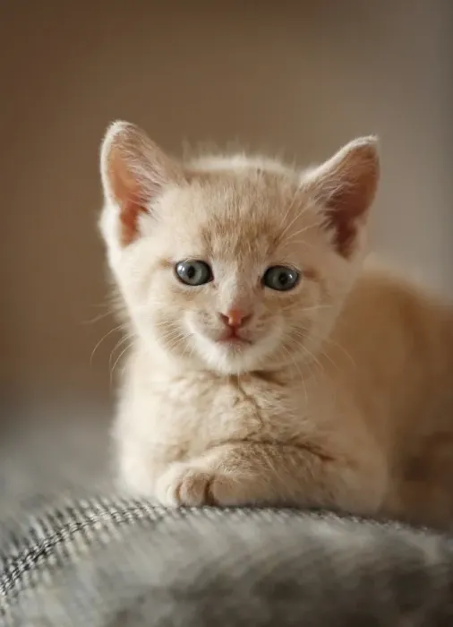 Framed Print : Kitten, 6 weeks, sitting on a sofa