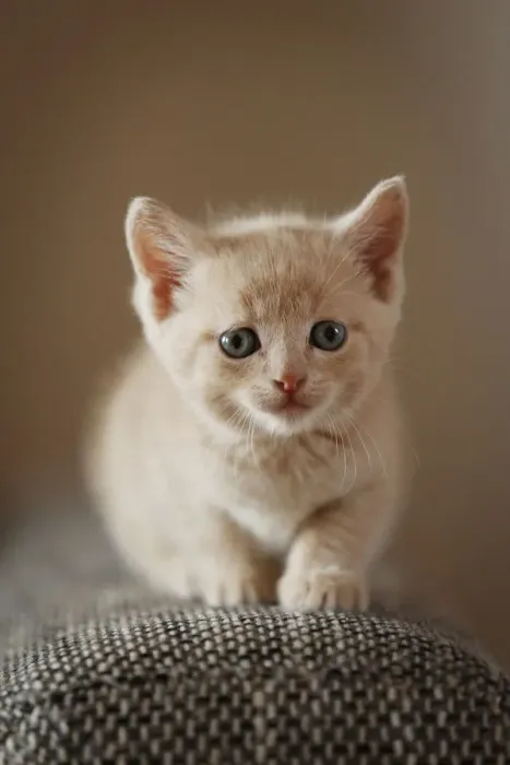 Framed Print : Kitten, 6 weeks, sitting on a sofa Framed Print : Kitten, 6 weeks, sitting on a sofa