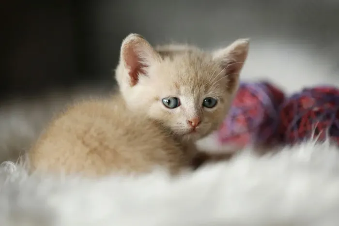 Framed Print : Kitten, 6 weeks, sitting on a sofa Framed Print : Kitten, 6 weeks, sitting on a sofa
