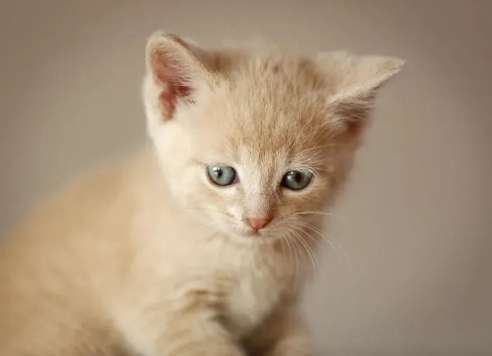 Framed Print : Kitten, 6 weeks, sitting on a sofa