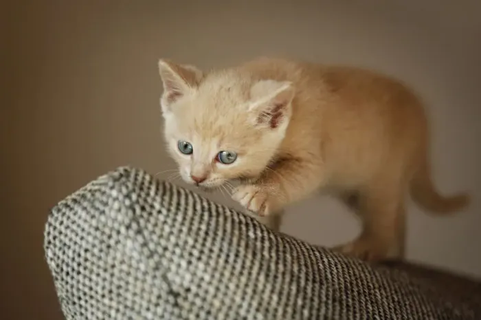 Framed Print : Kitten, 6 weeks, standing on a sofa Framed Print : Kitten, 6 weeks, standing on a sofa