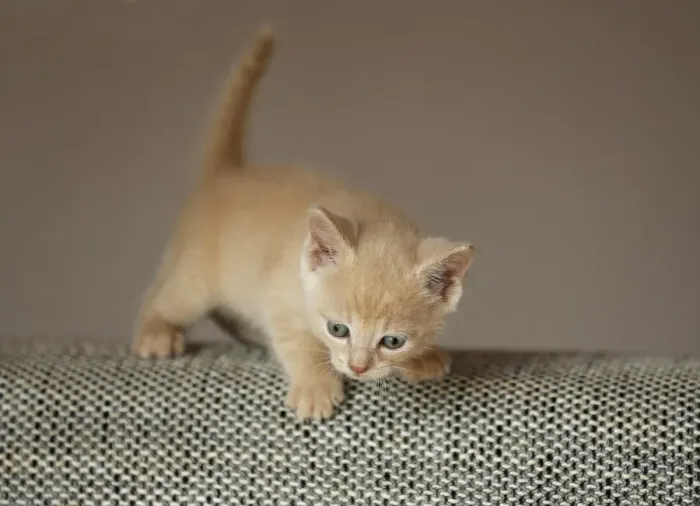 Framed Print : Kitten, 6 weeks, standing on a sofa Framed Print : Kitten, 6 weeks, standing on a sofa
