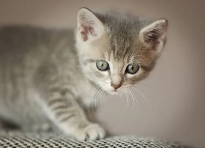 Framed Print : Kitten, 6 weeks, standing on a sofa Framed Print : Kitten, 6 weeks, standing on a sofa
