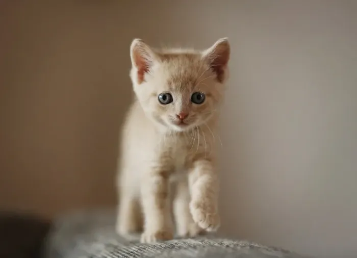 Framed Print : Kitten, 6 weeks, standing on a sofa Framed Print : Kitten, 6 weeks, standing on a sofa