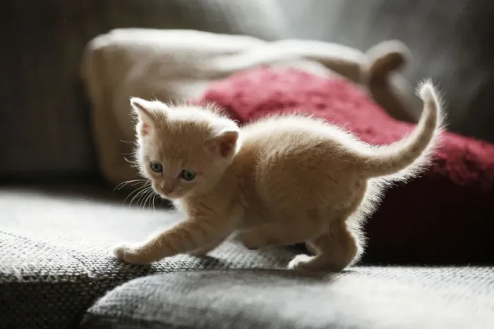 Framed Print : Kitten, 6 weeks, standing on a sofa Framed Print : Kitten, 6 weeks, standing on a sofa