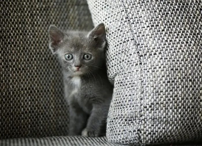 Framed Print : Kitten, 6 weeks, standing on a sofa Framed Print : Kitten, 6 weeks, standing on a sofa