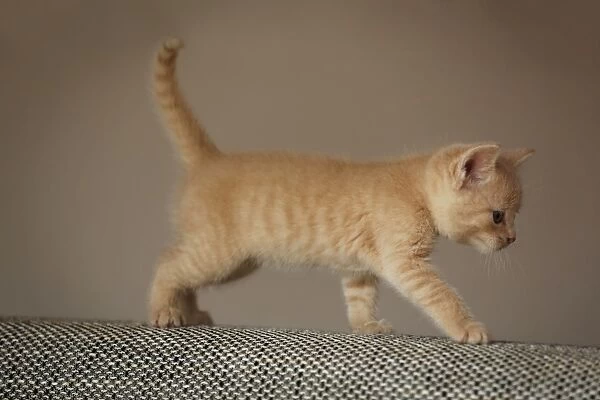 Kitten, 6 weeks, walking on a sofa