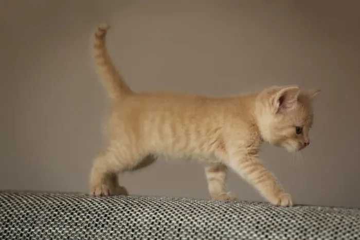 Framed Print : Kitten, 6 weeks, walking on a sofa